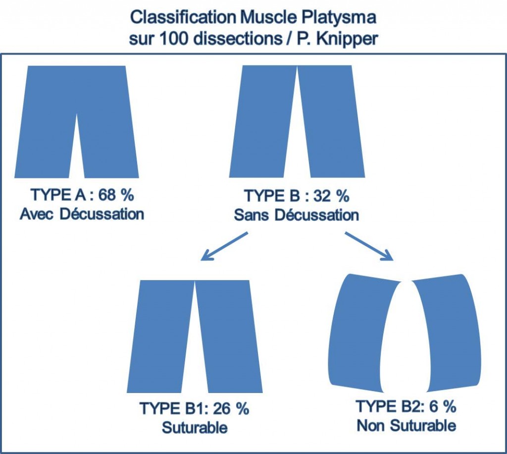 Classification Platysma